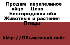 Продам  перепелиное яйцо. › Цена ­ 80 - Белгородская обл. Животные и растения » Птицы   